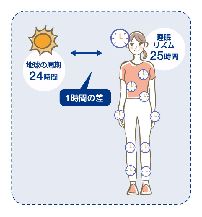 睡眠まめ知識　-体内時計-