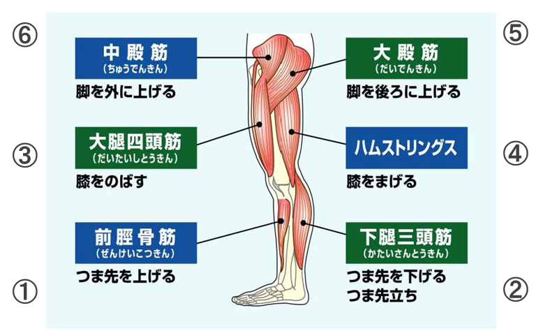 (1)全脛骨筋(つま先を上げる)、(2)下腿三頭筋(つま先を下げる、つま先立ち)(3)大腿四頭筋(膝をのばす)(4)ハムストリングス(膝をまげる)(5)大殿筋(脚を後ろに上げる)(6)中殿筋(脚を外に上げる)
