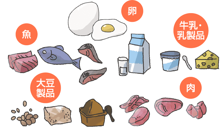 肉、魚、卵、牛乳・乳製品、大豆製品のイラスト