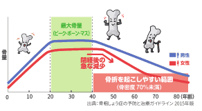年齢と閉経にともなう骨量の変化
