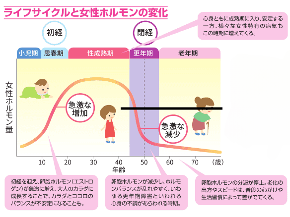 ライフサイクルと女性ホルモンの変化