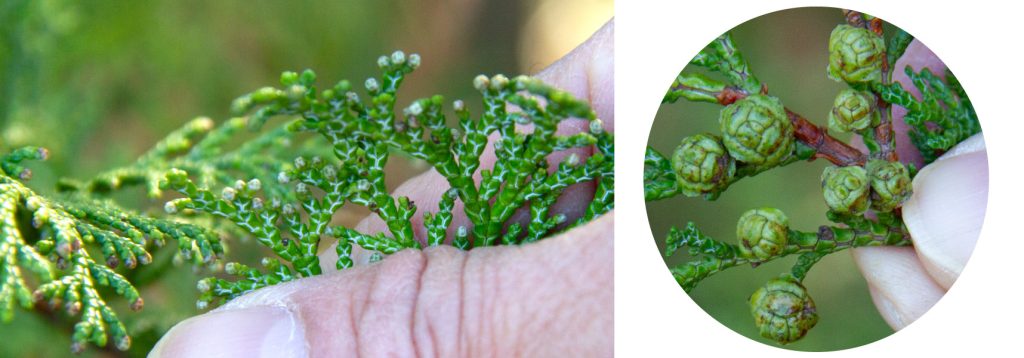 無花粉ヒノキの雄花と球果(無花粉でも雄花がつく)