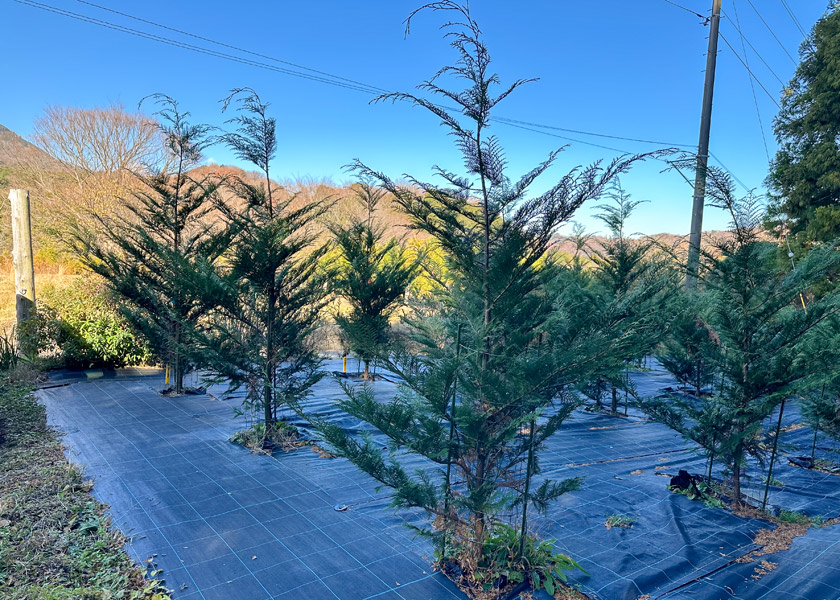 無花粉ヒノキ植栽試験風景