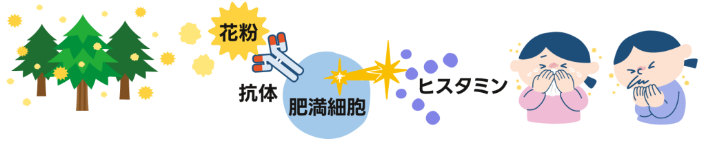 花粉症のメカニズム