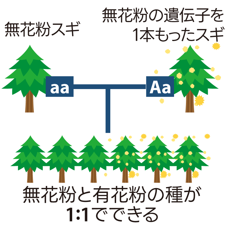 2本の遺伝子が劣性の無花粉スギ(aa)と1本だけ劣性の遺伝子をもつスギ(Aa)が交配すると、無花粉と有花粉が、1対1の割合でできる。